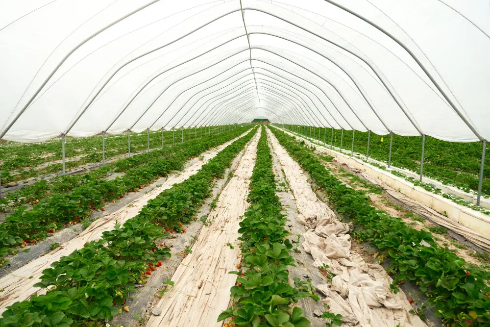 Agriculture and protective coverings